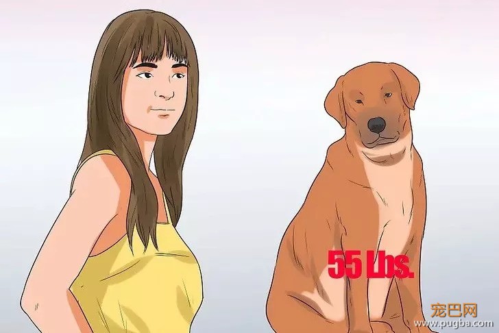 十只拉布拉多九只胖，如何帮它们减肥？-6.jpeg