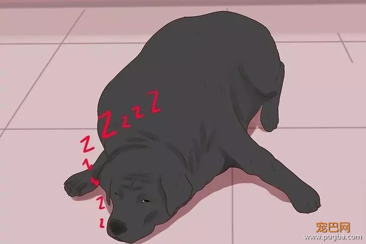十只拉布拉多九只胖，如何帮它们减肥？-13.jpeg
