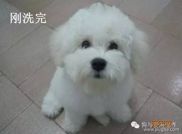 汪星人洗完澡一周后……你确定这是同一只狗？-5.jpeg