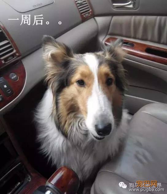 汪星人洗完澡一周后……你确定这是同一只狗？-8.jpeg