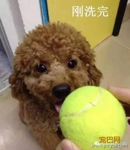 汪星人洗完澡一周后……你确定这是同一只狗？-3.jpeg
