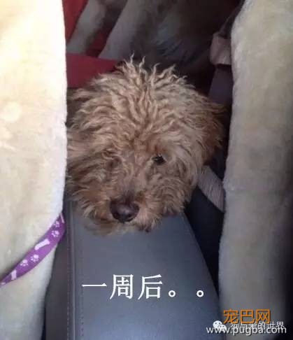 汪星人洗完澡一周后……你确定这是同一只狗？-14.jpeg