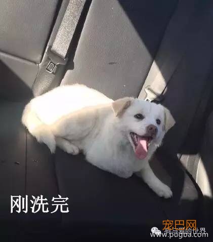 汪星人洗完澡一周后……你确定这是同一只狗？-11.jpeg
