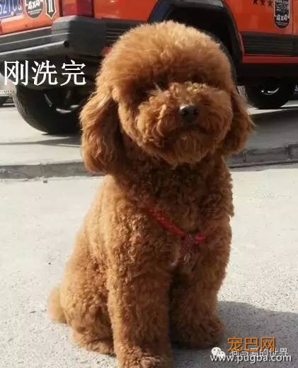 汪星人洗完澡一周后……你确定这是同一只狗？-13.jpeg