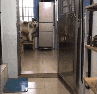 狗狗猝不及防来了个劈叉，索性趴地上假装无事发生过…-2.gif