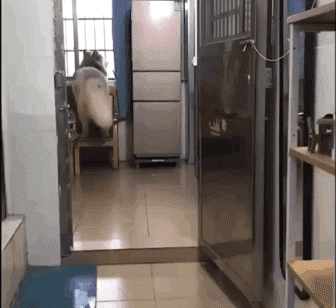 狗狗猝不及防来了个劈叉，索性趴地上假装无事发生过…-1.gif