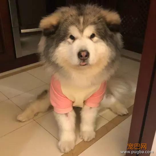狗狗猝不及防来了个劈叉，索性趴地上假装无事发生过…-5.jpg