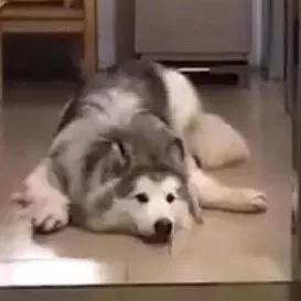 狗狗猝不及防来了个劈叉，索性趴地上假装无事发生过…-4.jpg