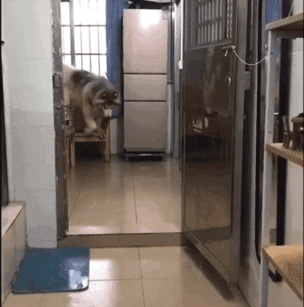 狗狗猝不及防来了个劈叉，索性趴地上假装无事发生过…-3.gif