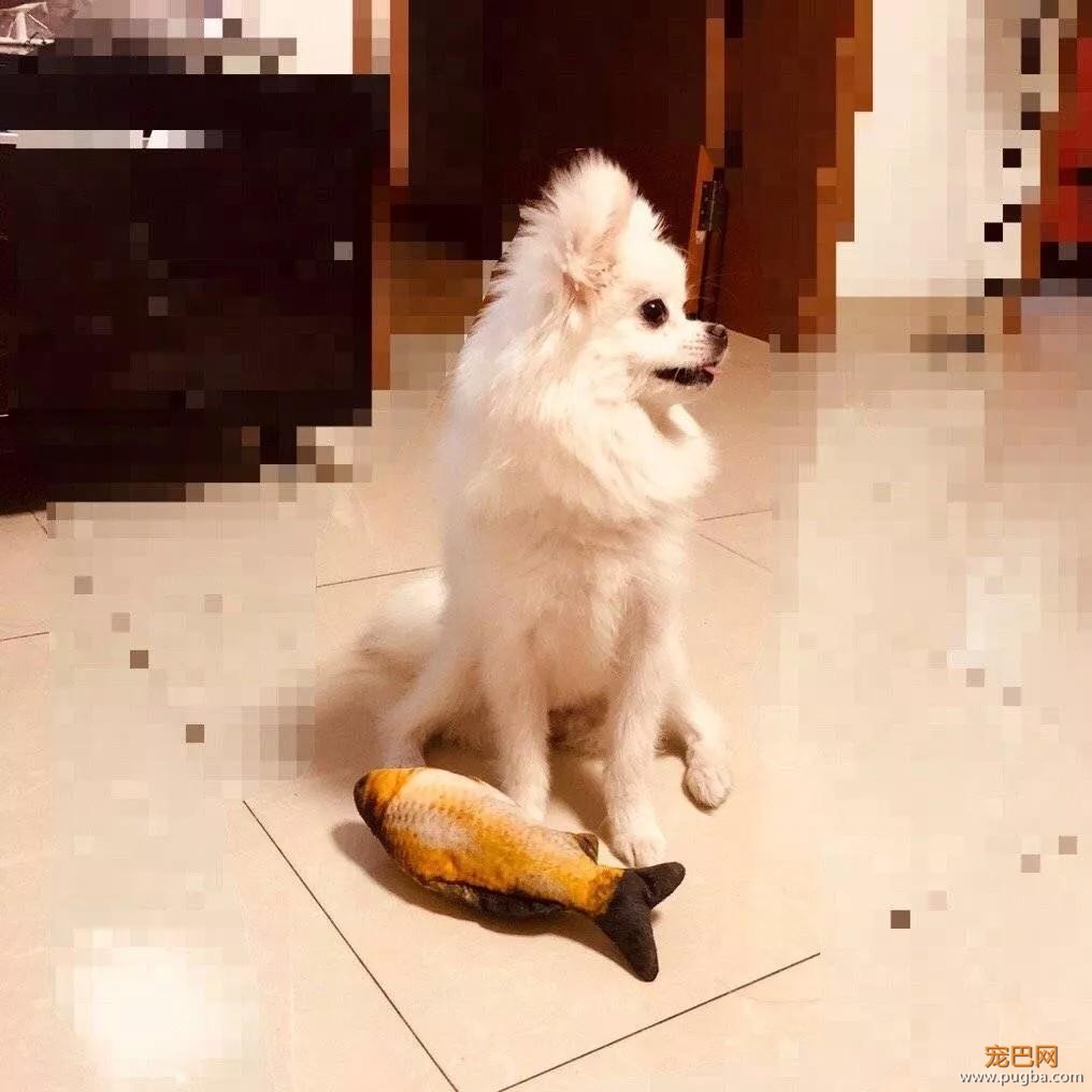 狗狗猝不及防来了个劈叉，索性趴地上假装无事发生过…-8.jpg
