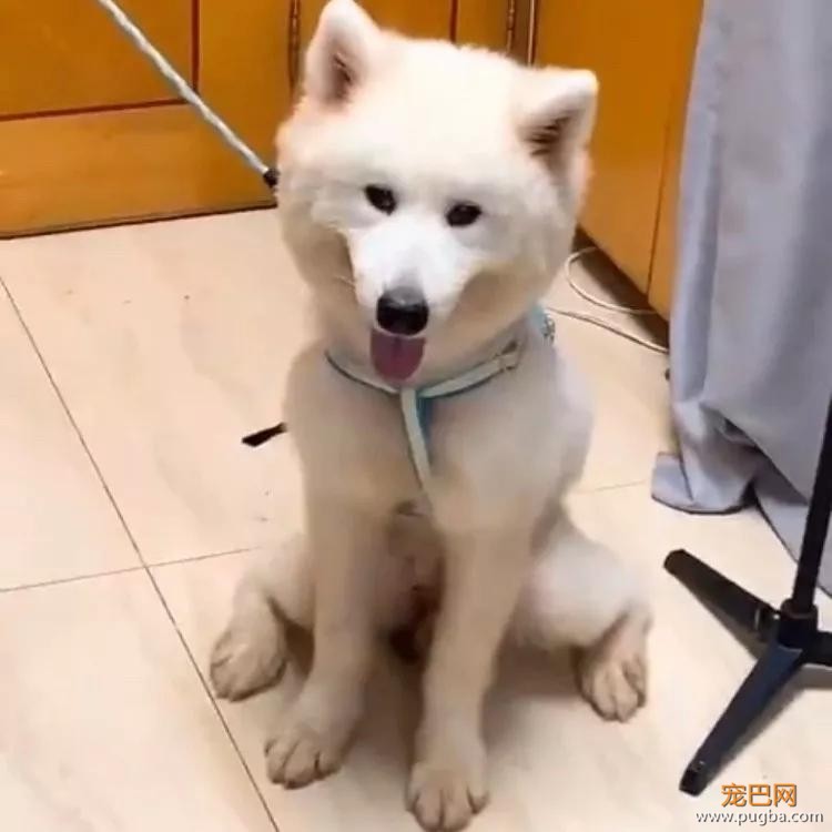 狗狗猝不及防来了个劈叉，索性趴地上假装无事发生过…-9.jpg