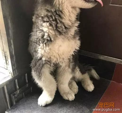狗狗猝不及防来了个劈叉，索性趴地上假装无事发生过…-11.jpg