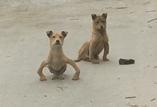 狗狗猝不及防来了个劈叉，索性趴地上假装无事发生过…-10.gif