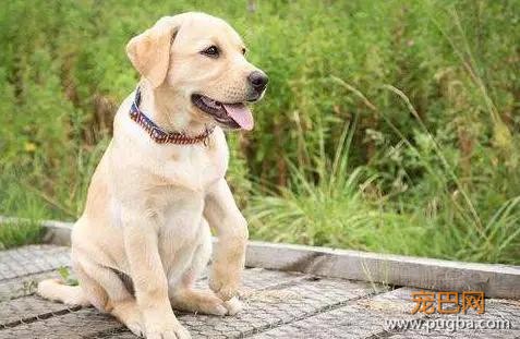 狗狗猝不及防来了个劈叉，索性趴地上假装无事发生过…-12.jpg