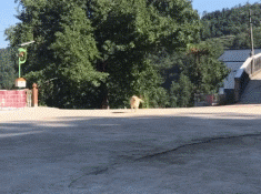 主人生病输液狗狗每天来陪，养狗的人永远不孤单-2.gif