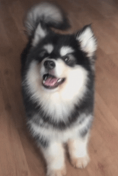 主人生病输液狗狗每天来陪，养狗的人永远不孤单-5.gif