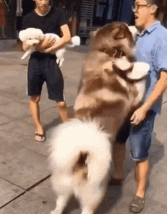 主人生病输液狗狗每天来陪，养狗的人永远不孤单-4.gif