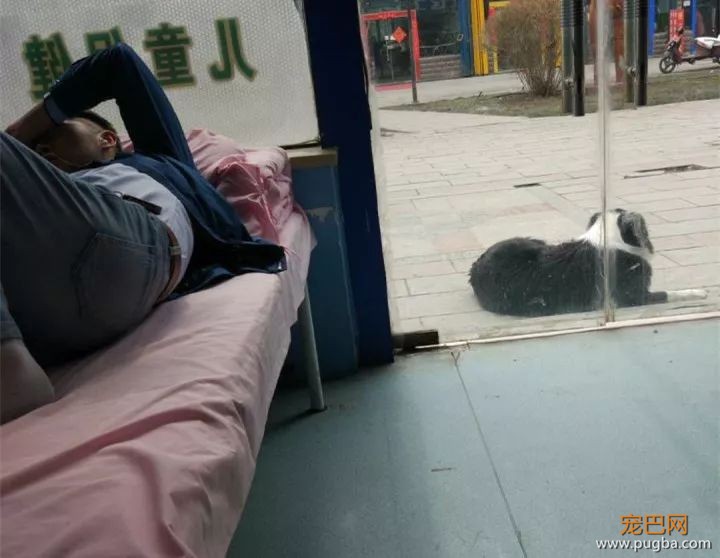 主人生病输液狗狗每天来陪，养狗的人永远不孤单-7.jpeg