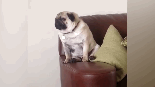 10只比你还要讨厌早起的狗狗，第4只好销魂-6.gif