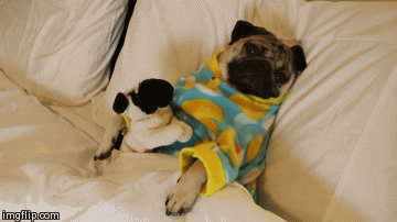 10只比你还要讨厌早起的狗狗，第4只好销魂-11.gif
