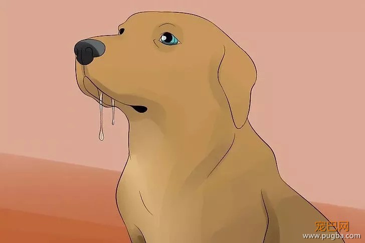 天很热，但狗狗就是不喝水咋整？-2.jpeg