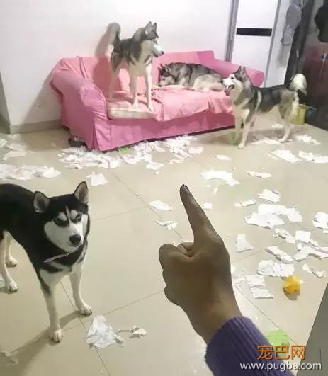 大家都误会哈士奇了，二哈真的不拆家！-2.jpg