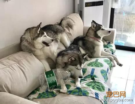 大家都误会哈士奇了，二哈真的不拆家！-1.jpg