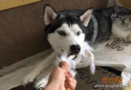 大家都误会哈士奇了，二哈真的不拆家！-3.jpg