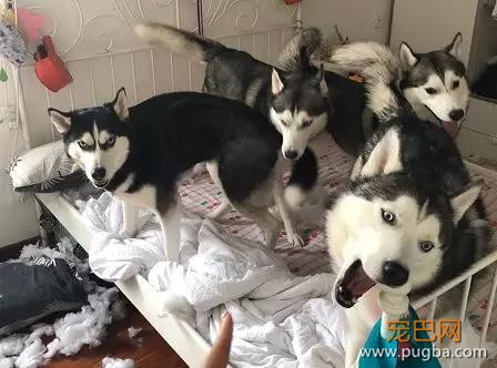 大家都误会哈士奇了，二哈真的不拆家！-5.jpg