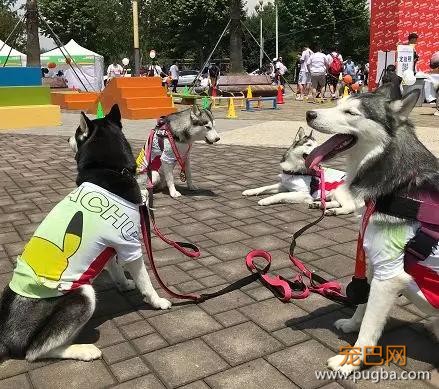 大家都误会哈士奇了，二哈真的不拆家！-10.jpg