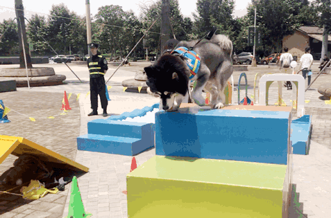 大家都误会哈士奇了，二哈真的不拆家！-11.gif