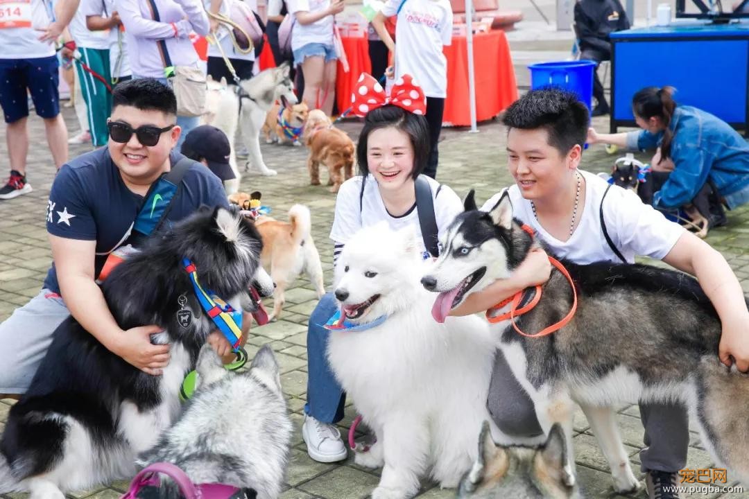 大家都误会哈士奇了，二哈真的不拆家！-9.jpg