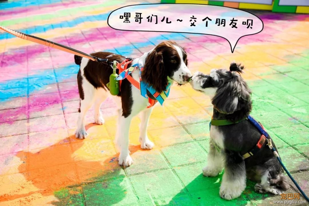 大家都误会哈士奇了，二哈真的不拆家！-14.jpg