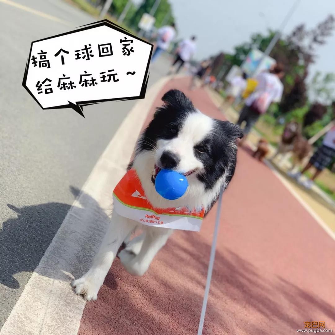 大家都误会哈士奇了，二哈真的不拆家！-20.jpg