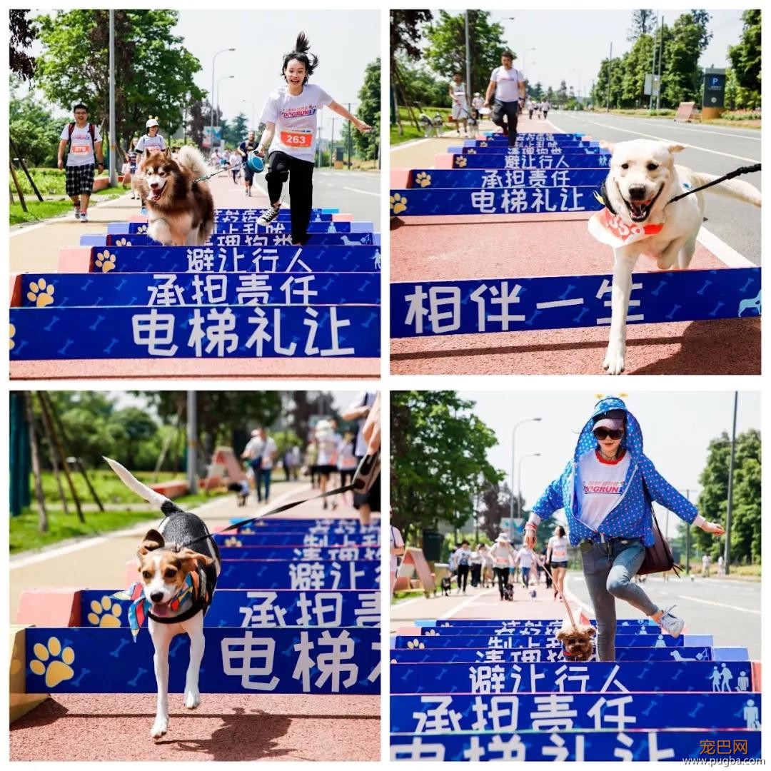 大家都误会哈士奇了，二哈真的不拆家！-21.jpg
