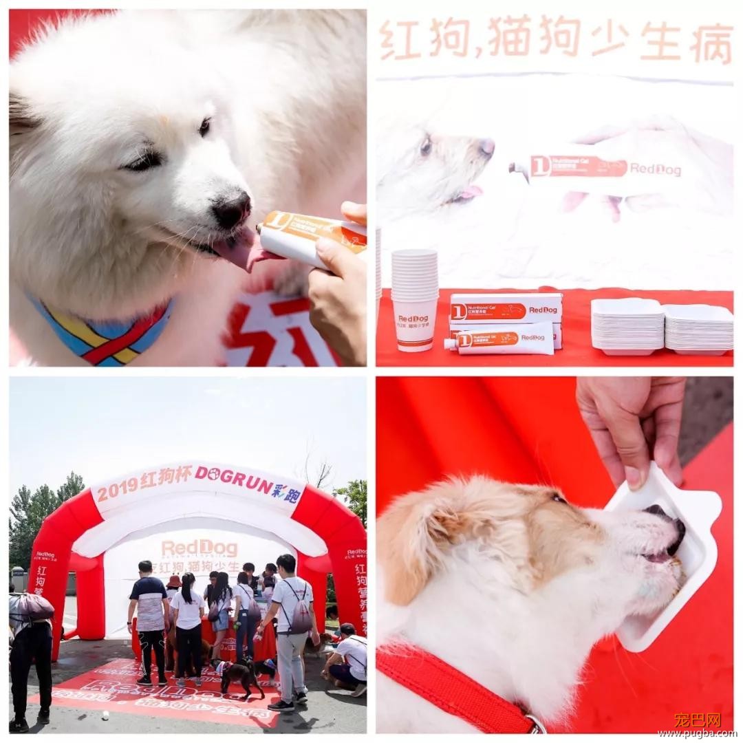 大家都误会哈士奇了，二哈真的不拆家！-23.jpg