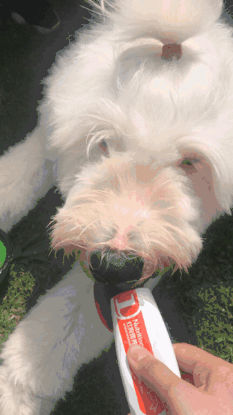 大家都误会哈士奇了，二哈真的不拆家！-24.gif