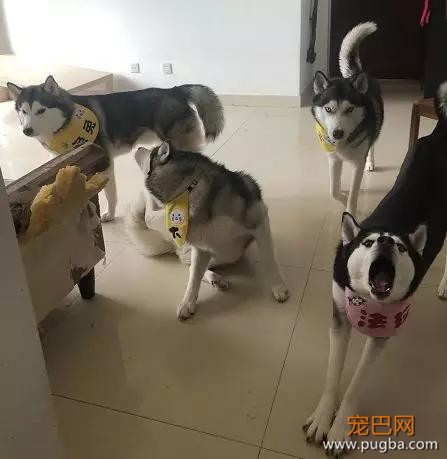 大家都误会哈士奇了，二哈真的不拆家！-29.jpg