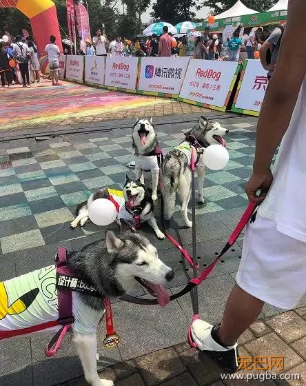 大家都误会哈士奇了，二哈真的不拆家！-28.jpg