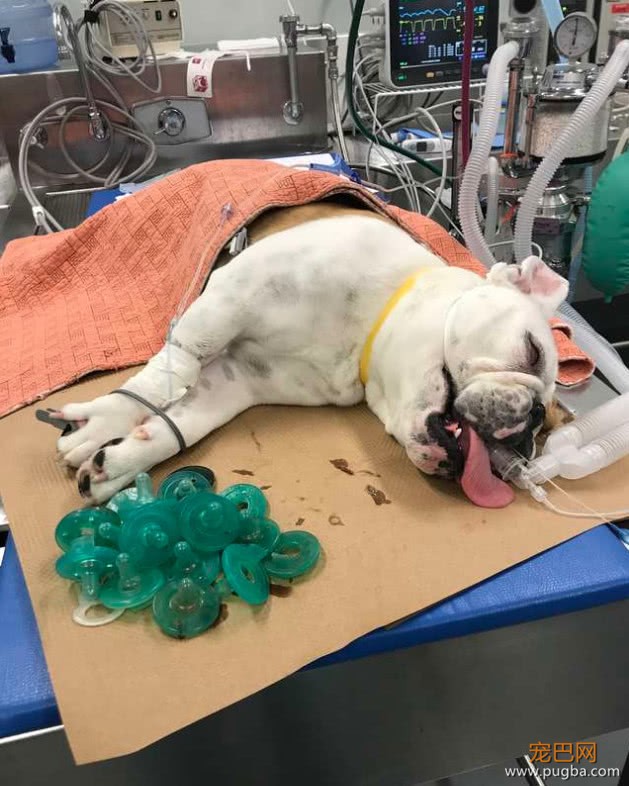 狗狗被主人冷落了，竟通过这种方式引起注意，检查结果让人很心疼-4.jpeg