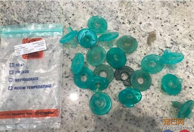 狗狗被主人冷落了，竟通过这种方式引起注意，检查结果让人很心疼-3.jpeg