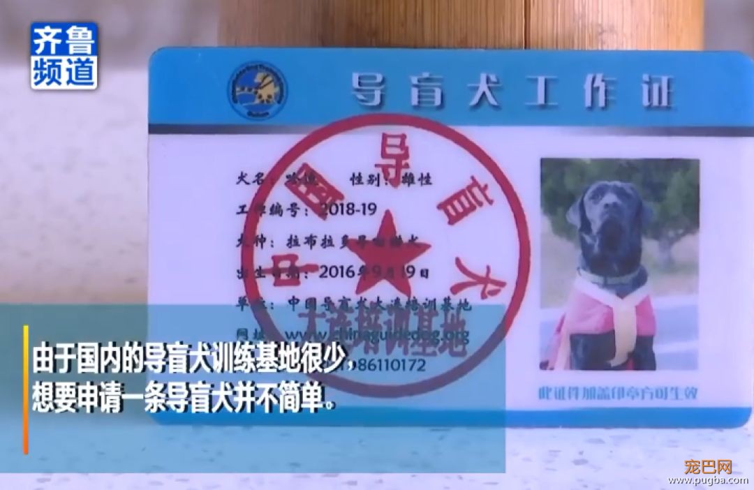 今天被《小Q》花絮虐哭：你愿意给导盲犬多一点包容吗？-3.jpeg