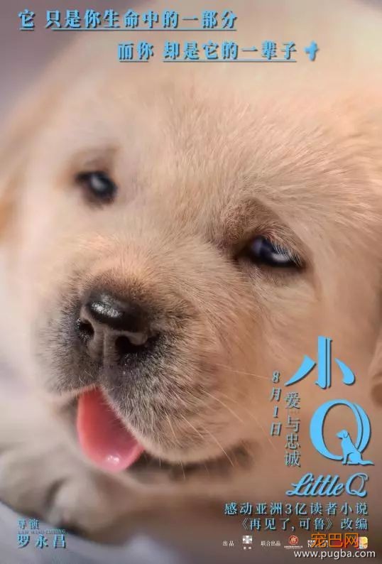 今天被《小Q》花絮虐哭：你愿意给导盲犬多一点包容吗？-13.jpeg