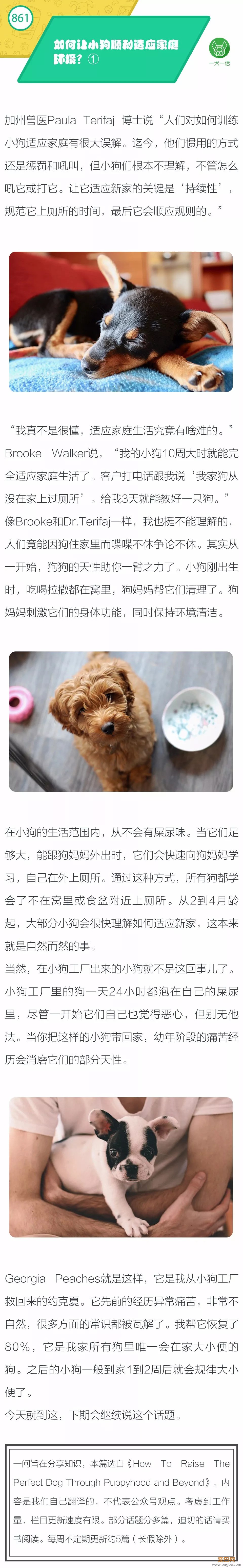 如何让小狗顺利适应家庭环境？①-1.jpeg