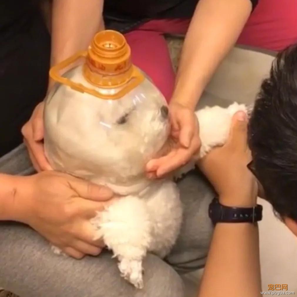 低配太空狗！主人为了给狗剪指甲，已经顾不上它的尊严了-1.jpg
