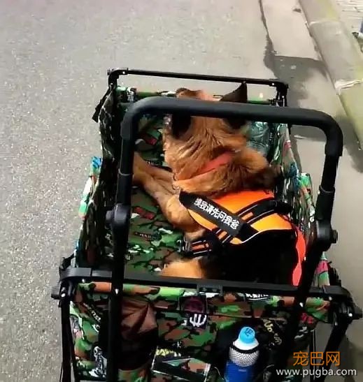 国庆阅兵前夜，汶川地震最后一只搜救犬“沈虎”去世，回汪星找同伴了…-4.jpeg