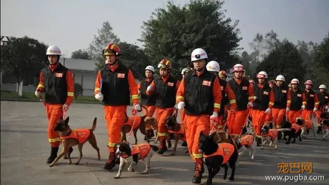 国庆阅兵前夜，汶川地震最后一只搜救犬“沈虎”去世，回汪星找同伴了…-1.jpeg