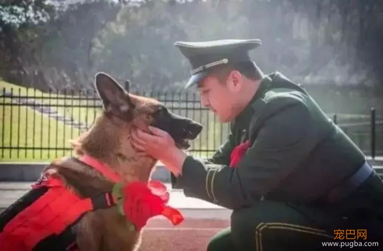 国庆阅兵前夜，汶川地震最后一只搜救犬“沈虎”去世，回汪星找同伴了…-2.jpeg
