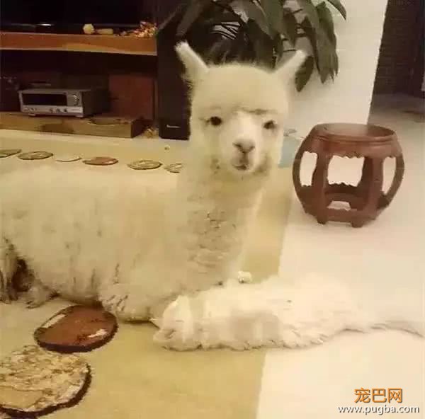 小猫失踪急坏女主人，没想两天后它给主人带回了惊喜-4.jpeg