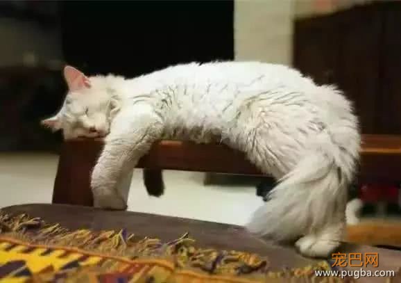 小猫失踪急坏女主人，没想两天后它给主人带回了惊喜-2.jpeg
